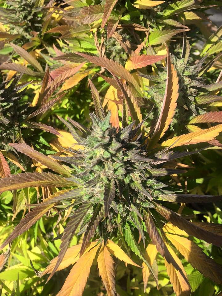Cherry Hemp