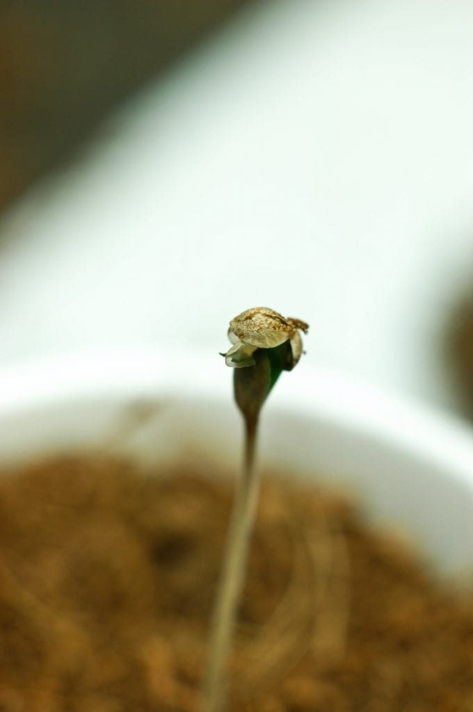 ISMOKE Cannabis UK