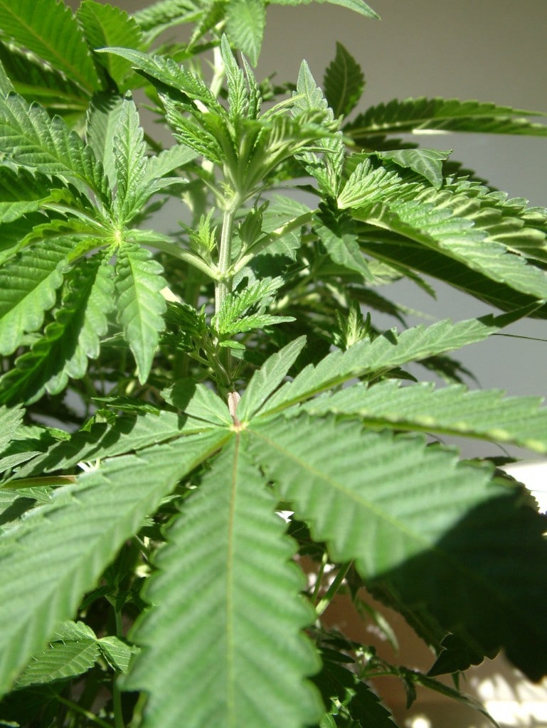 ISMOKE Cannabis UK