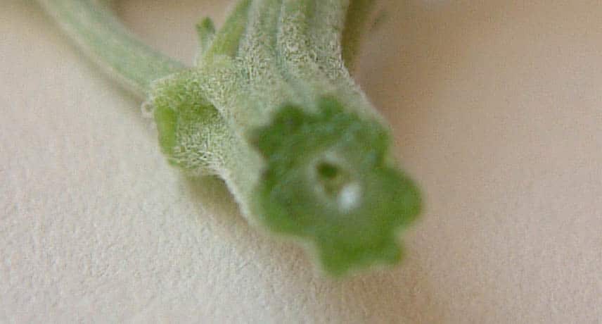 ISMOKE Cannabis UK