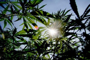 ISMOKE Cannabis UK