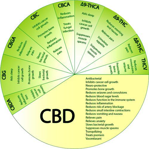 cbd oil