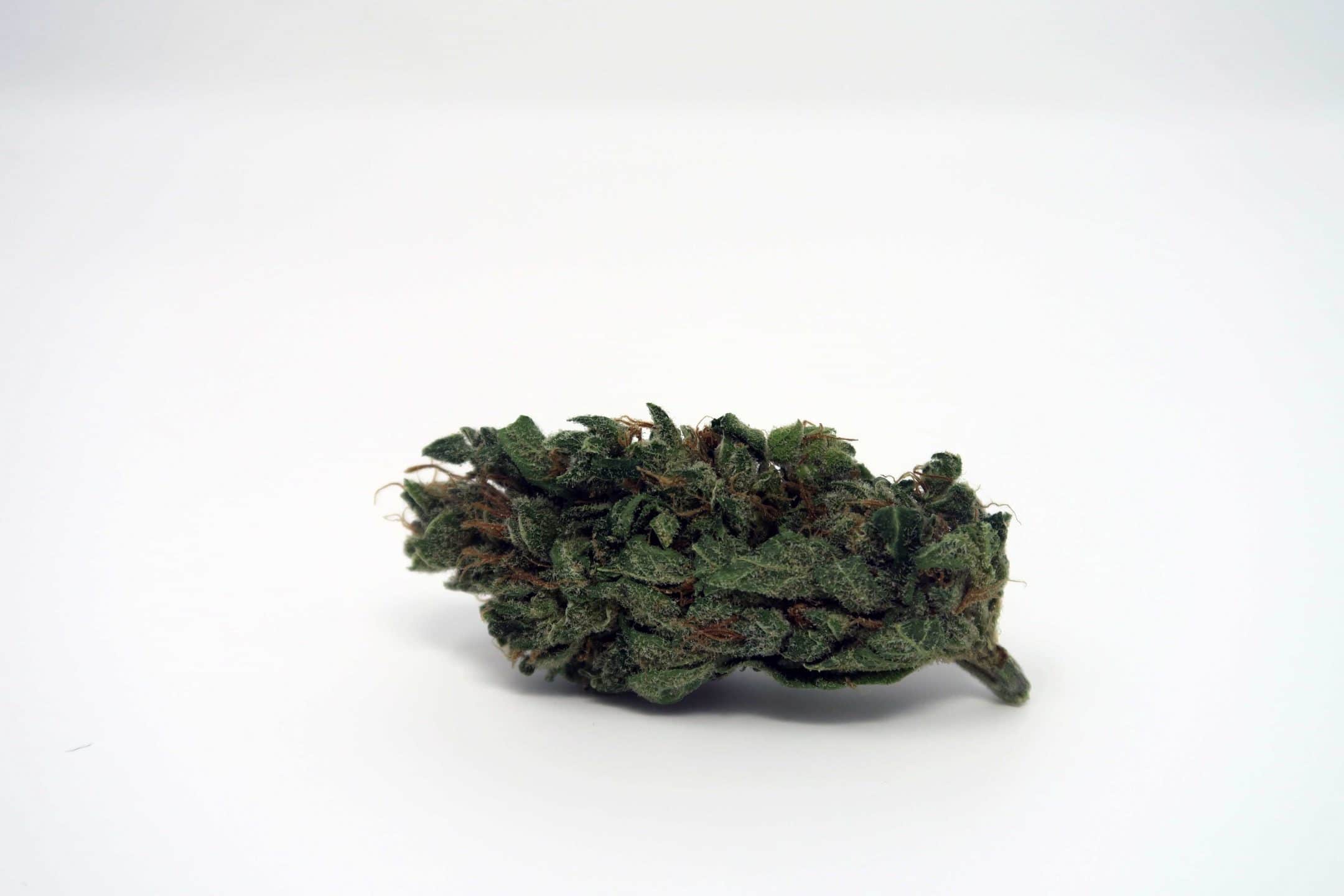 Cherry Bomb strain image