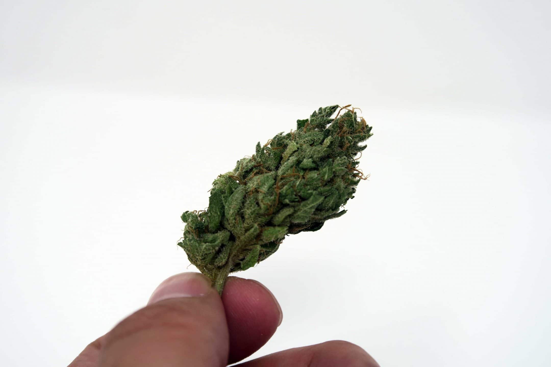 Cherry Bomb strain image