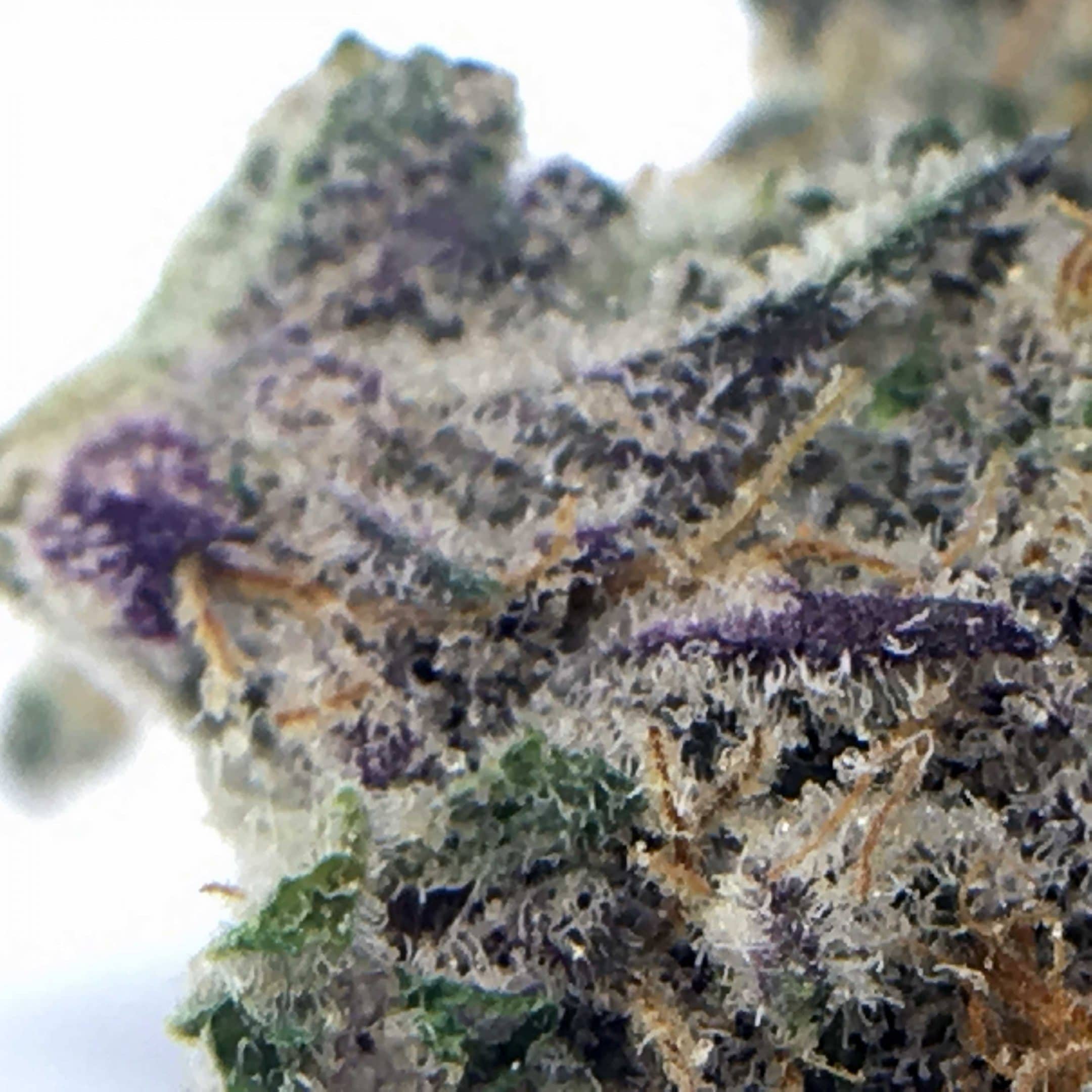 Dolato Strain Image