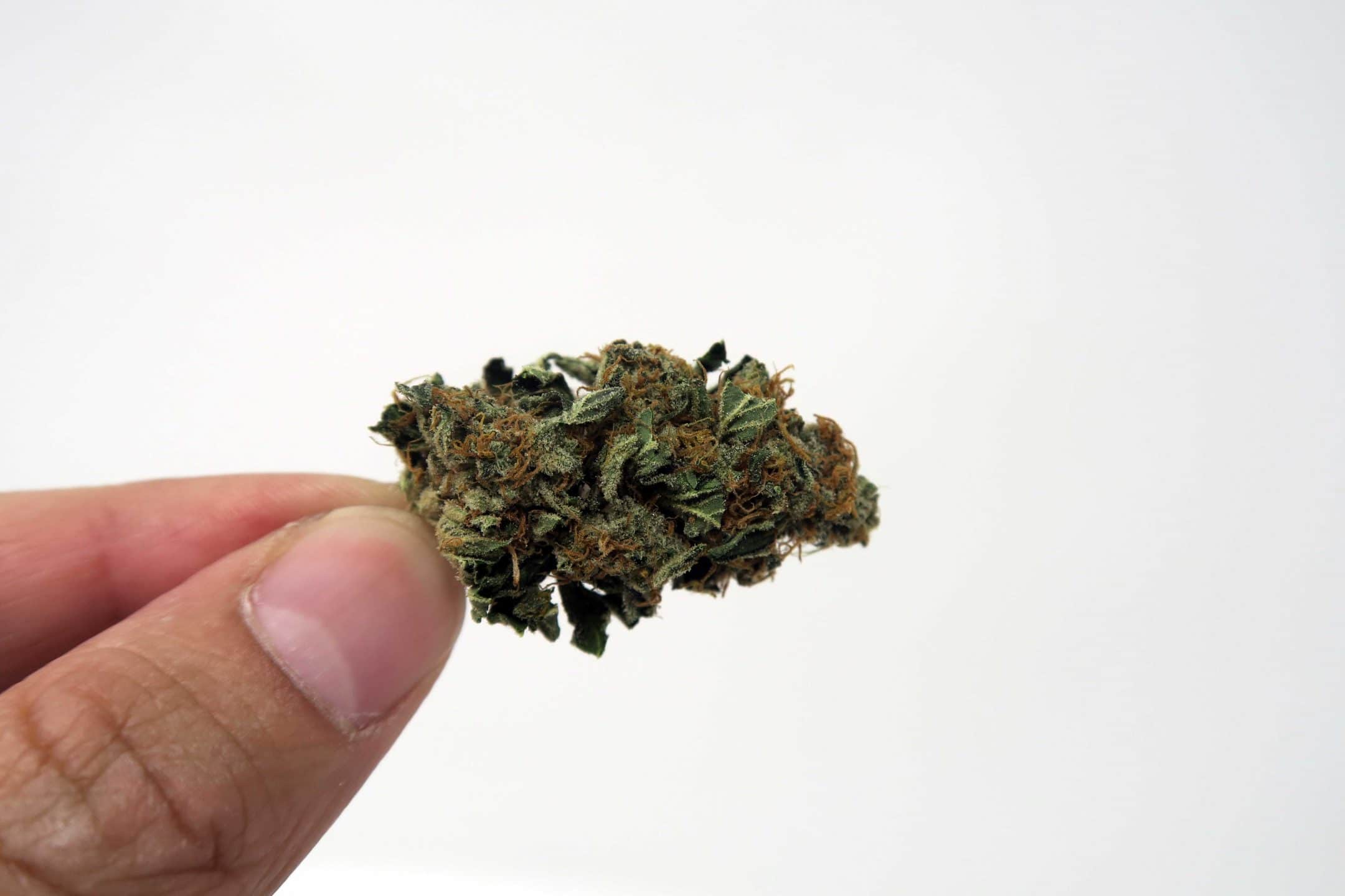 Platinum Cookies Strain Image