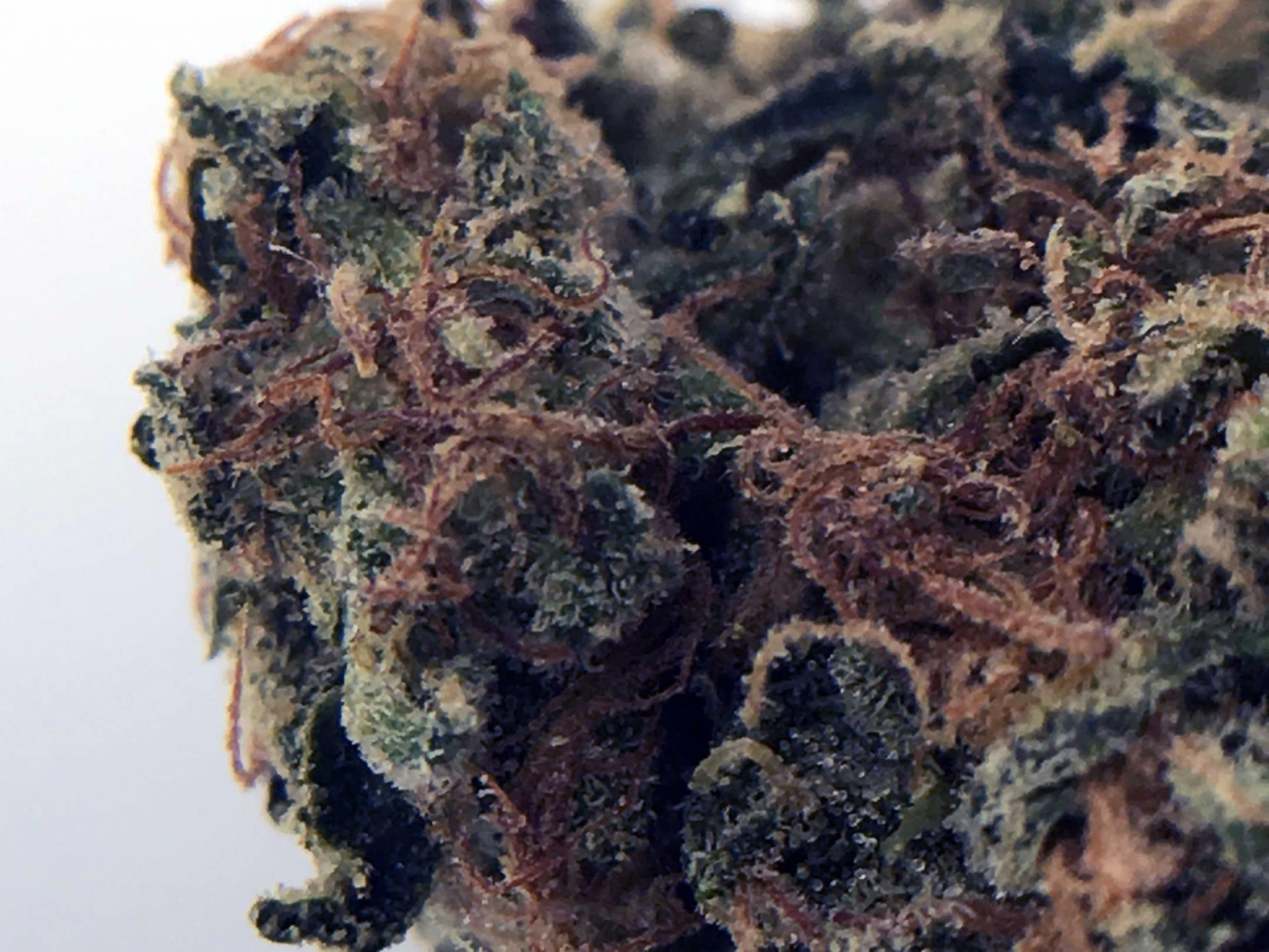 OG Reek'n Strain Image
