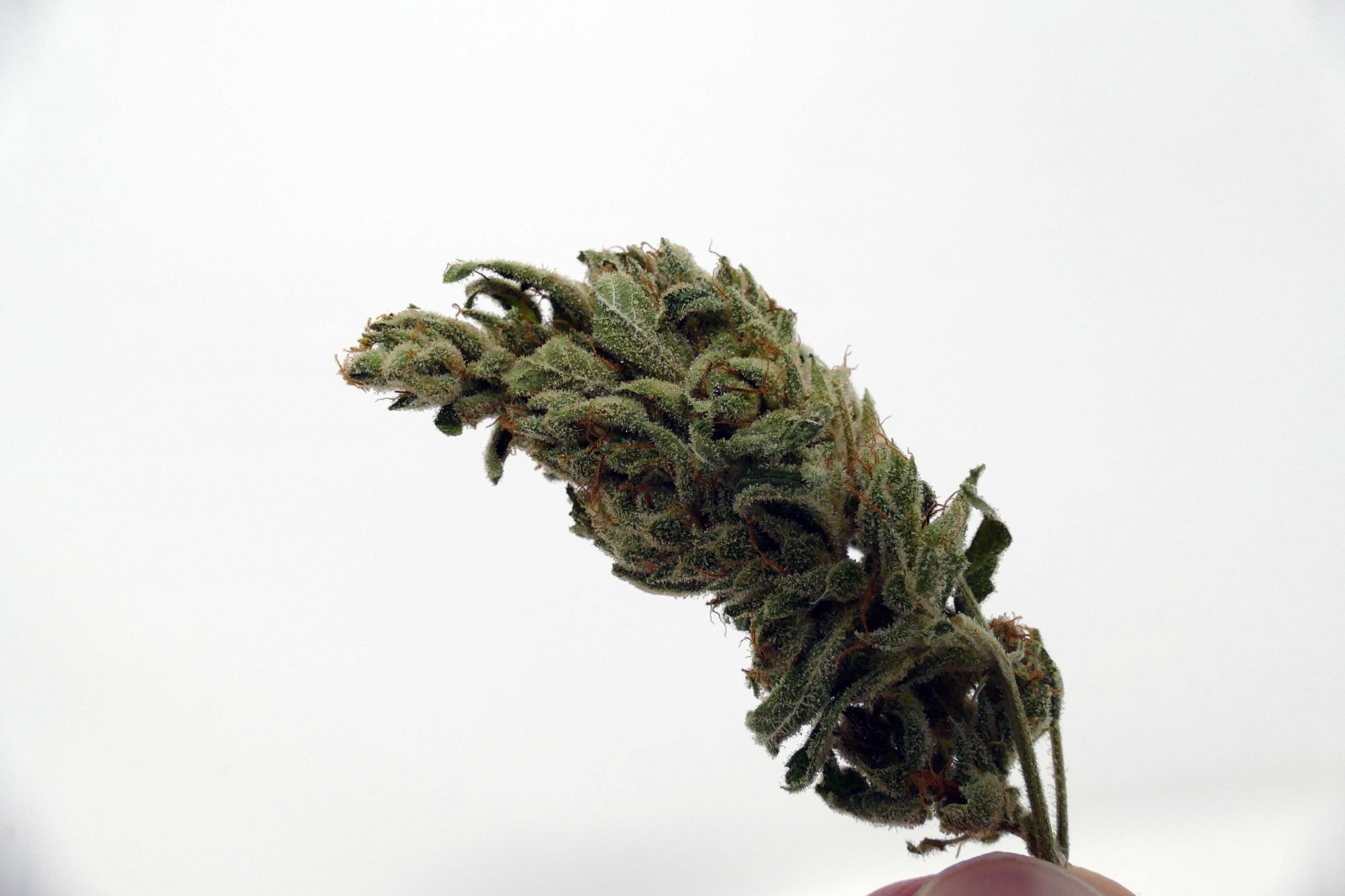 Organic Gorilla Glue #4