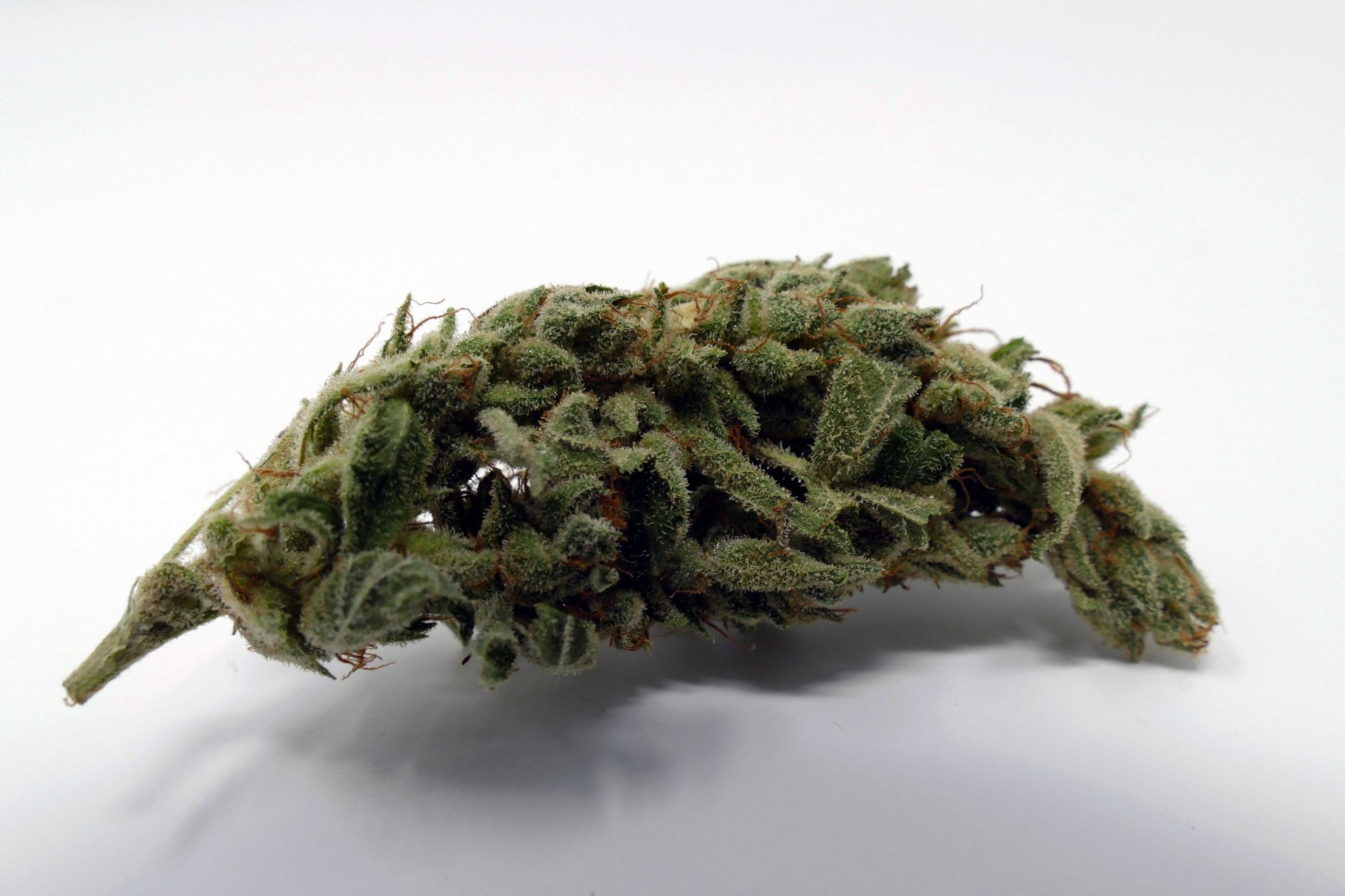 Gorilla Glue Strains 