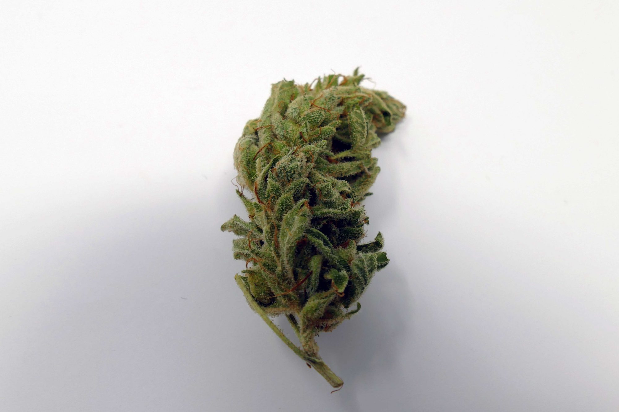 Original Glue strain / Gorilla Glue strain / GG4 Strain Image