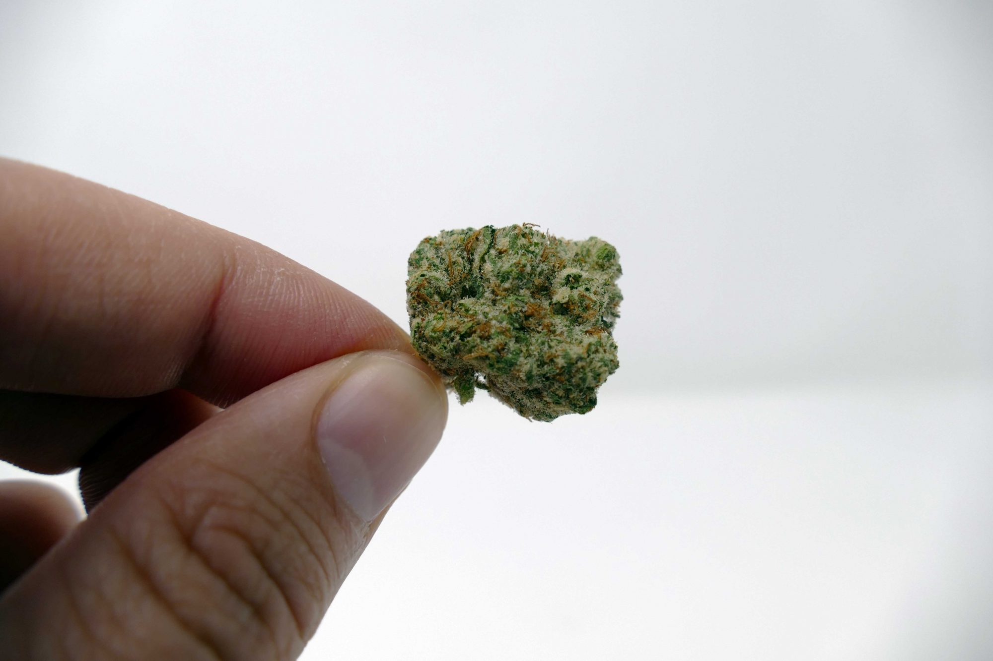 Zookies Smoke Report Gorilla Glue 4 X Animal Cookies Steemit